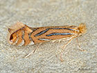  15.041 Phyllonorycter platani Copyright Martin Evans  