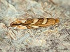  15.042 Phyllonorycter muelleriella Copyright Martin Evans  