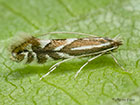  15.046 Phyllonorycter blancardella Copyright Martin Evans 