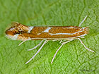  15.053 Firethorn Leaf-miner Phyllonorycter leucographella Copyright Martin Evans 