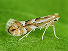  15.063  Phyllonorycter maestingella Copyright Martin Evans 