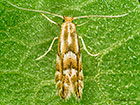  15.063  Phyllonorycter maestingella dorsal view Copyright Martin Evans 