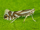  15.067 Phyllonorycter rajella Copyright Martin Evans 