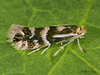  15.075 Phyllonorycter ulmifoliella Copyright Martin Evans 