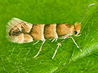  15.081 Phyllonorycter nicellii Copyright Martin Evans 