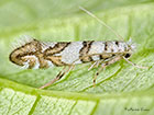  15.085 Phyllonorycter joannisi Copyright Martin Evans 