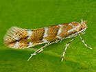  15.089 Cameraria ohridella Horse Chestnut Leaf Miner Copyright Martin Evans 