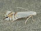  15.092 Phyllocnistis unipunctella Copyright Martin Evans 