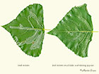  15.092 Phyllocnistis unipunctella leaf mines Copyright Martin Evans 
