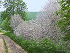  16.001 Yponomeuta evonymella Bird-cherry Ermine webbed trees Copyright Martin Evans 