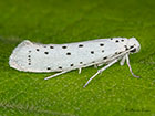  16.003 Yponomeuta malinellus Apple Ermine Copyright Martin Evans 
