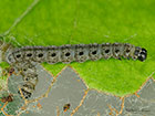  16.003 Yponomeuta malinellus Apple Ermine larva 14mm Copyright Martin Evans 
