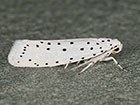  16.004 Yponomeuta cagnagella Spindle Ermine Copyright Martin Evans 