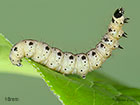  16.004 Yponomeuta cagnagella Spindle Ermine larva 16mm Copyright Martin Evans 