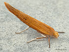  16.010 Zelleria hepariella Copyright Martin Evans 