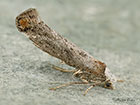  16.014 Pseudoswammerdamia combinella Copyright Martin Evans 