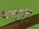  16.015 Swammerdamia caesiella Copyright Martin Evans 