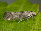  16.015 Swammerdamia caesiella Copyright Martin Evans 