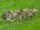  16.015 Swammerdamia caesiella Copyright Martin Evans 