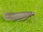  16.023 Ocnerostoma piniariella Copyright Martin Evans 