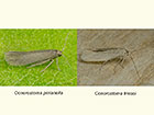  16.023 Ocnerostoma piniariella and Ocnerostoma friesei Copyright Martin Evans 