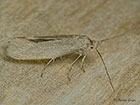  16.024 Ocnerostoma friesei Copyright Martin Evans 