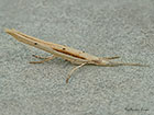 17.001 Ypsolopha mucronella resting posture Copyright Martin Evans 