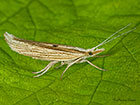  17.002 Ypsolopha nemorella Copyright Martin Evans 