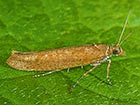  17.011 Ypsolopha ustella Copyright Martin Evans 