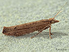  17.011 Ypsolopha ustella Copyright Martin Evans 
