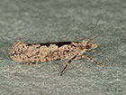  17.013 Ypsolopha vittella Copyright Martin Evans 