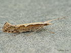  18.001 Plutella xylostella Copyright Martin Evans 