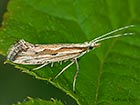  18.003 Plutella porrectella Copyright Martin Evans 