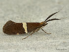  18.007 Eidophasia messingiella Copyright Martin Evans 
