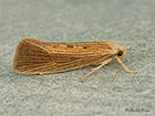  19.001 Orthotelia sparganella Copyright Martin Evans 