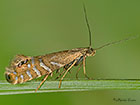  19.002 Glyphipterix thrasonella Copyright Martin Evans 