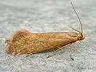  19.002 Glyphipterix thrasonella Copyright Martin Evans 