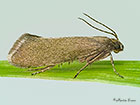  19.003 Glyphipterix fuscoviridella Copyright Martin Evans 