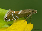  19.006 Glyphipterix forsterella Copyright Martin Evans 