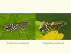  19.007 Glyphipterix simpliciella and 19.006 Glyphipterix forsterella Copyright Martin Evans 