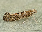  19.010 Digitivalva pulicariae Copyright Martin Evans 