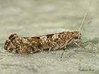  19.010 Digitivalva pulicariae Copyright Martin Evans 