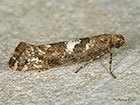  19.011 Acrolepiopsis assectella Copyright Martin Evans 