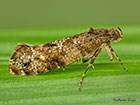  19.014 Acrolepia autumnitella Copyright Martin Evans 