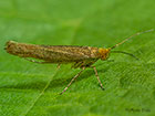  20.001 Argyresthia laevigatella Copyright Martin Evans 