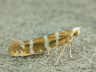  20.005 Argyresthia trifasciata Copyright Martin Evans 