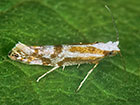  20.006 Argyresthia dilectella Copyright Martin Evans 