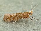  20.007 Argyresthia cupressella Copyright Martin Evans 