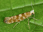  20.007 Argyresthia cupressella Copyright Martin Evans 