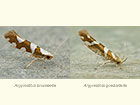  20.011 Argyresthia brockeella and Argyresthia goedartella Copyright Martin Evans 